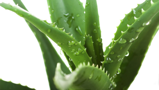 A csodálatos Aloe – kívül belül gyógyít