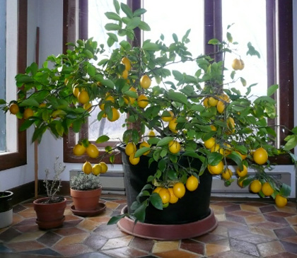 Apró, szobába illő citromfa – házilag is „megtermelheted” a C-vitamin szükségleted!